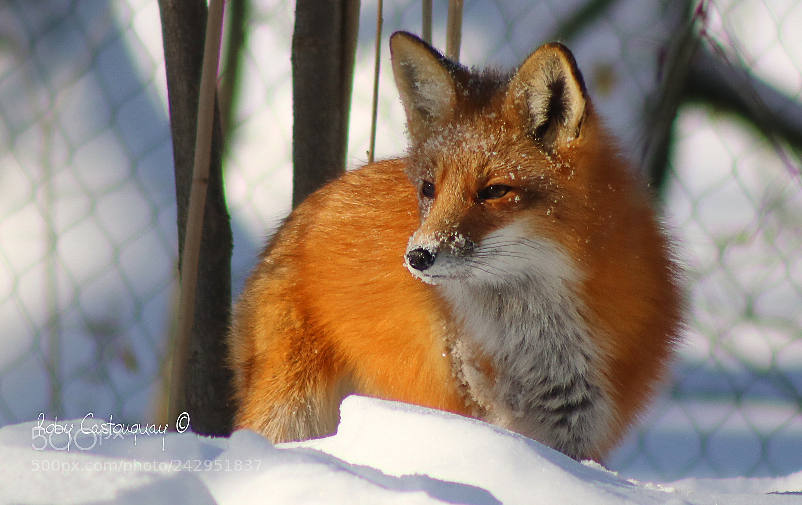 Canon EOS 760D (EOS Rebel T6s / EOS 8000D) sample photo. Red fox photography
