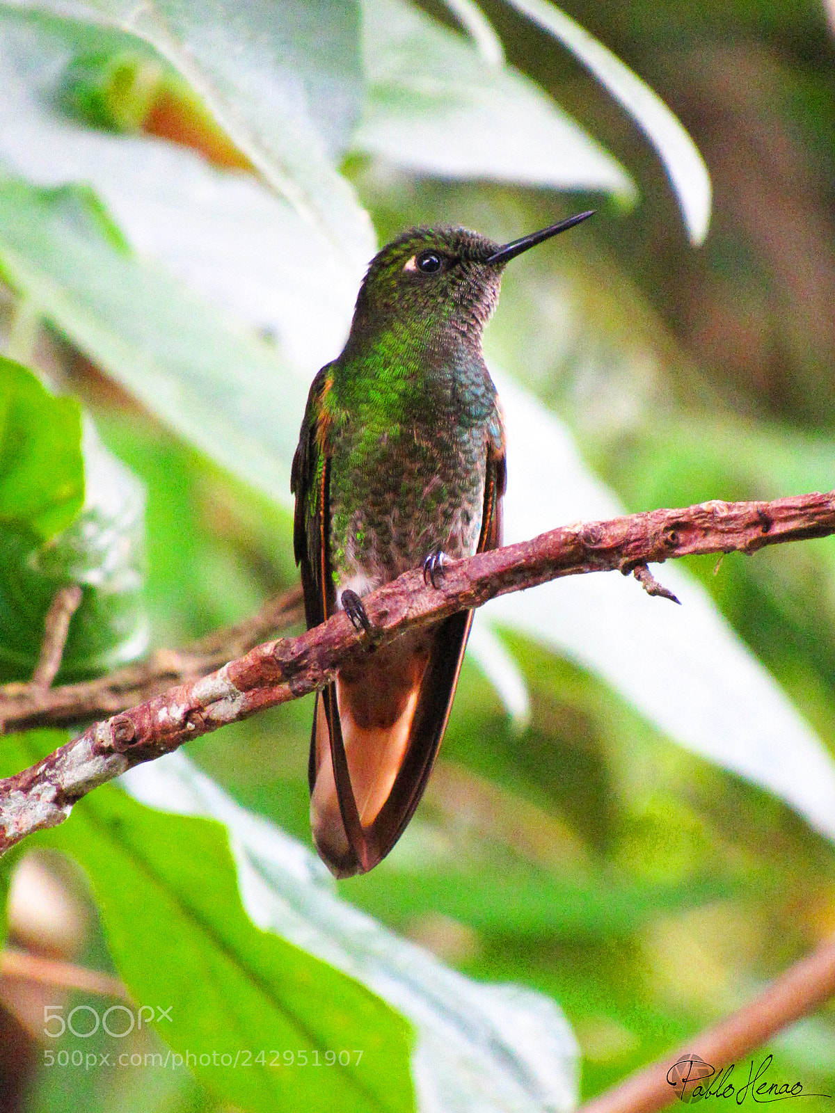 Canon PowerShot SX520 HS sample photo. Colibrí chupasavia (boissonneaua flavescens) photography