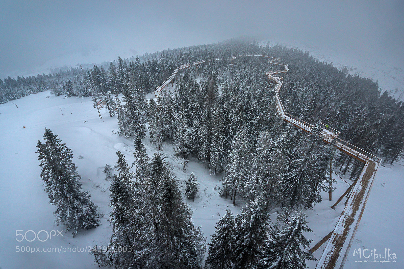 Sony a7R sample photo. Path in the trees photography