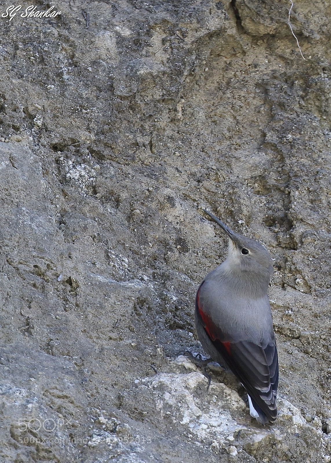 Canon EOS 7D Mark II sample photo. Wallcreeper (tichodroma muraria) photography