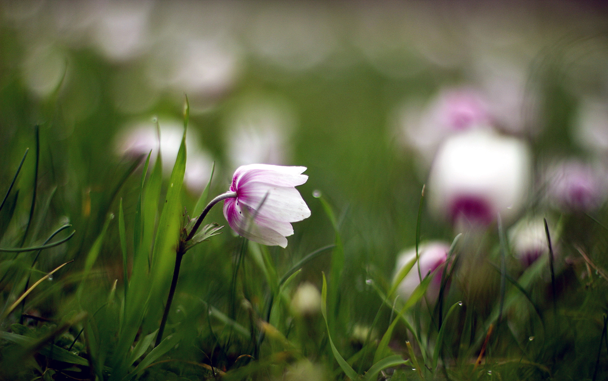 Canon EOS 60D + Canon EF 50mm F1.4 USM sample photo. January beauty... photography