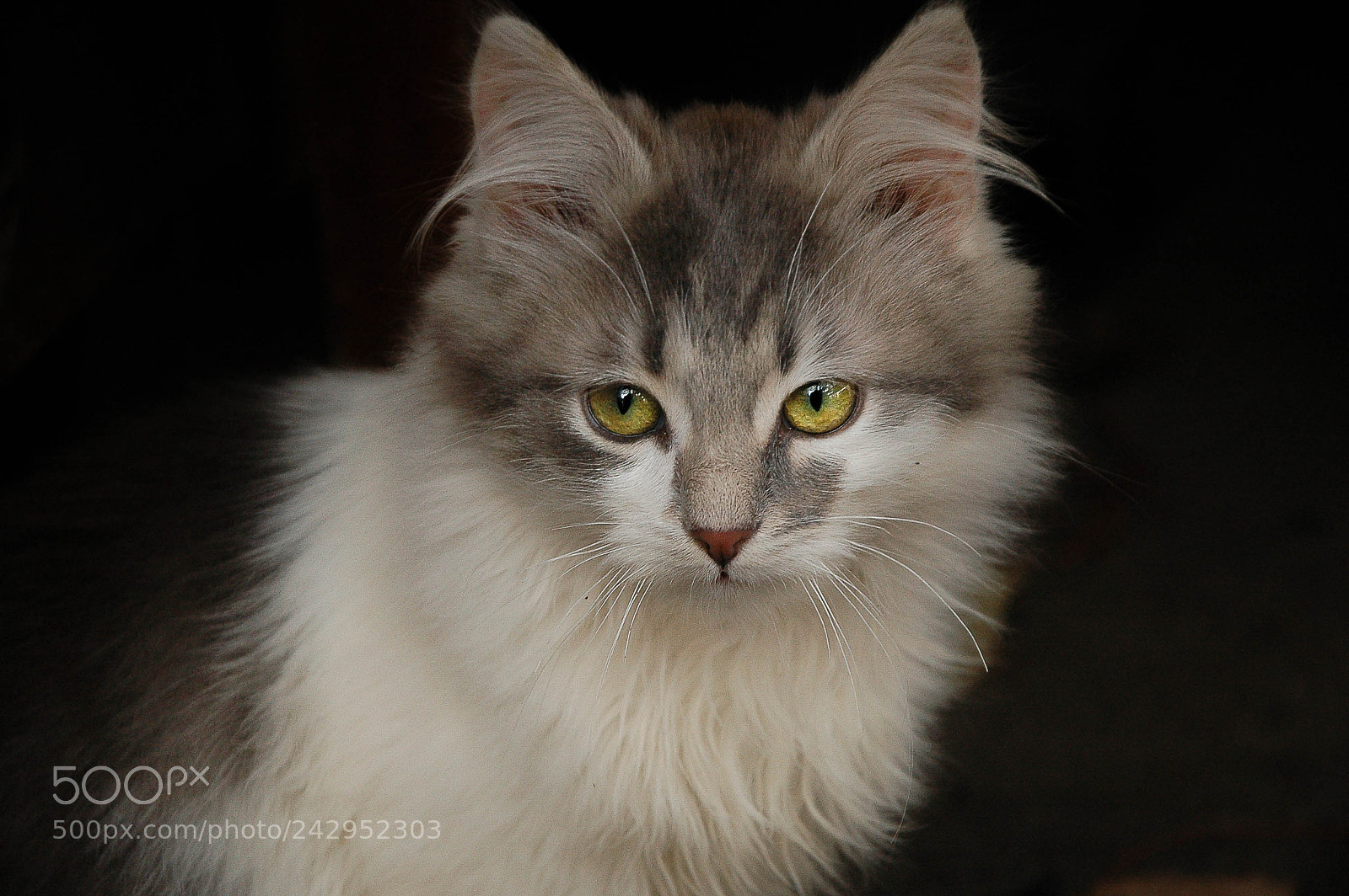 Nikon D70s sample photo. Cat photography