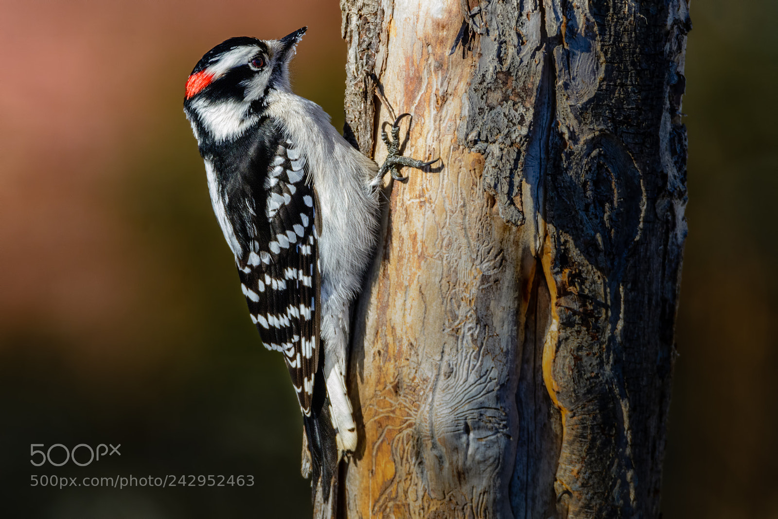 Nikon D7100 sample photo. Downy woodpecker #5 photography
