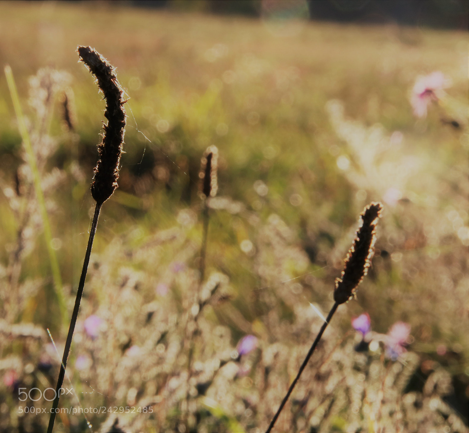 Canon EOS 760D (EOS Rebel T6s / EOS 8000D) sample photo. Blinding photography