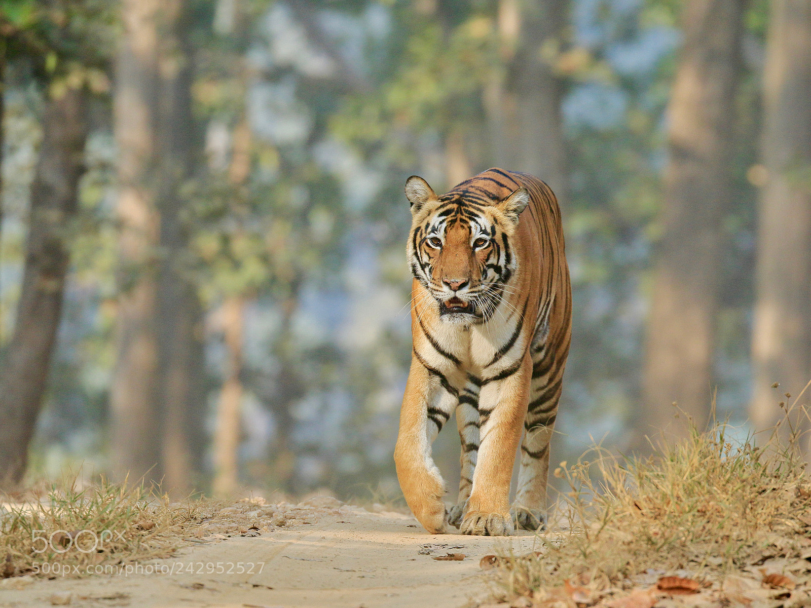 Canon EOS 7D Mark II sample photo. Tiger photography