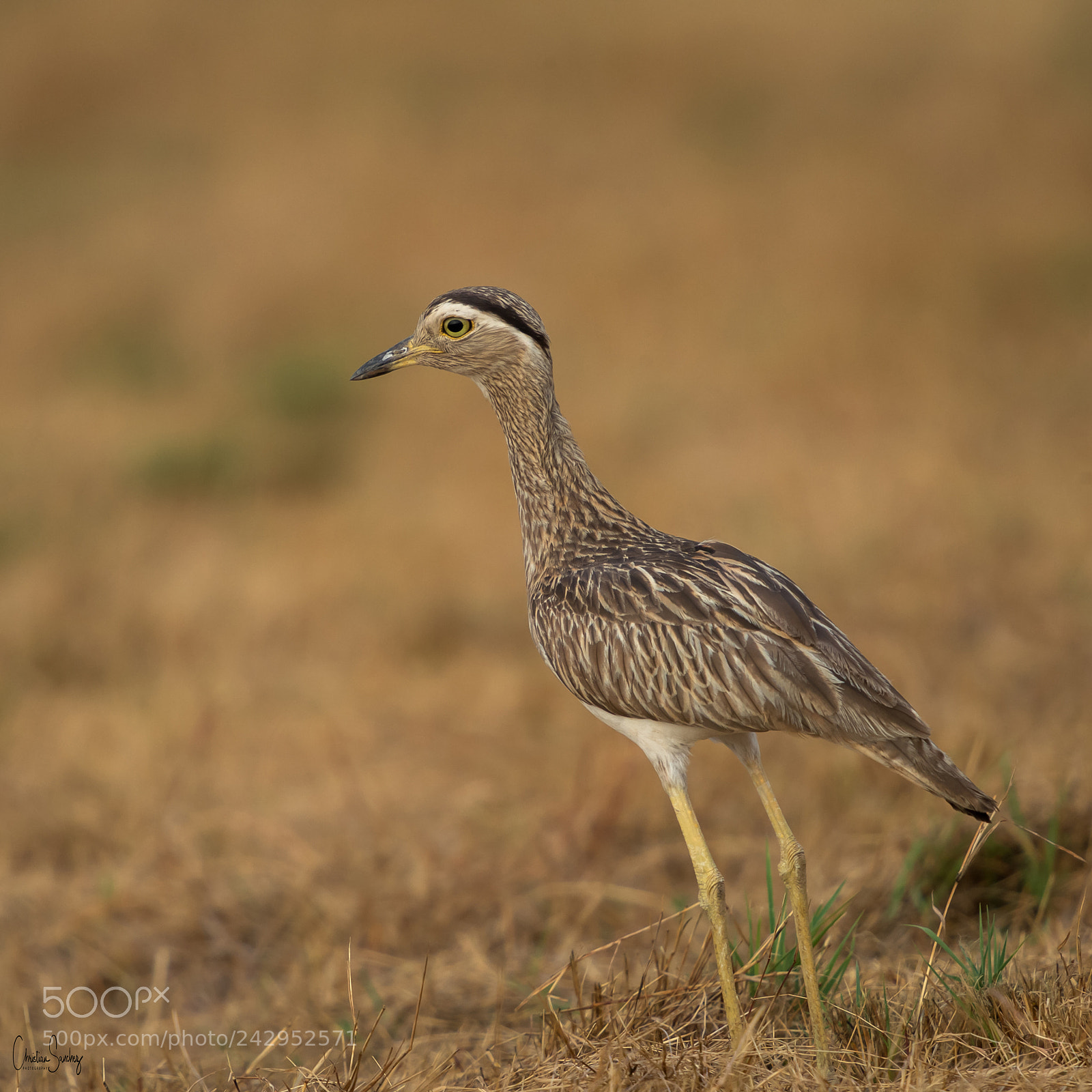 Nikon D4 sample photo. Double-striped thick-knee photography