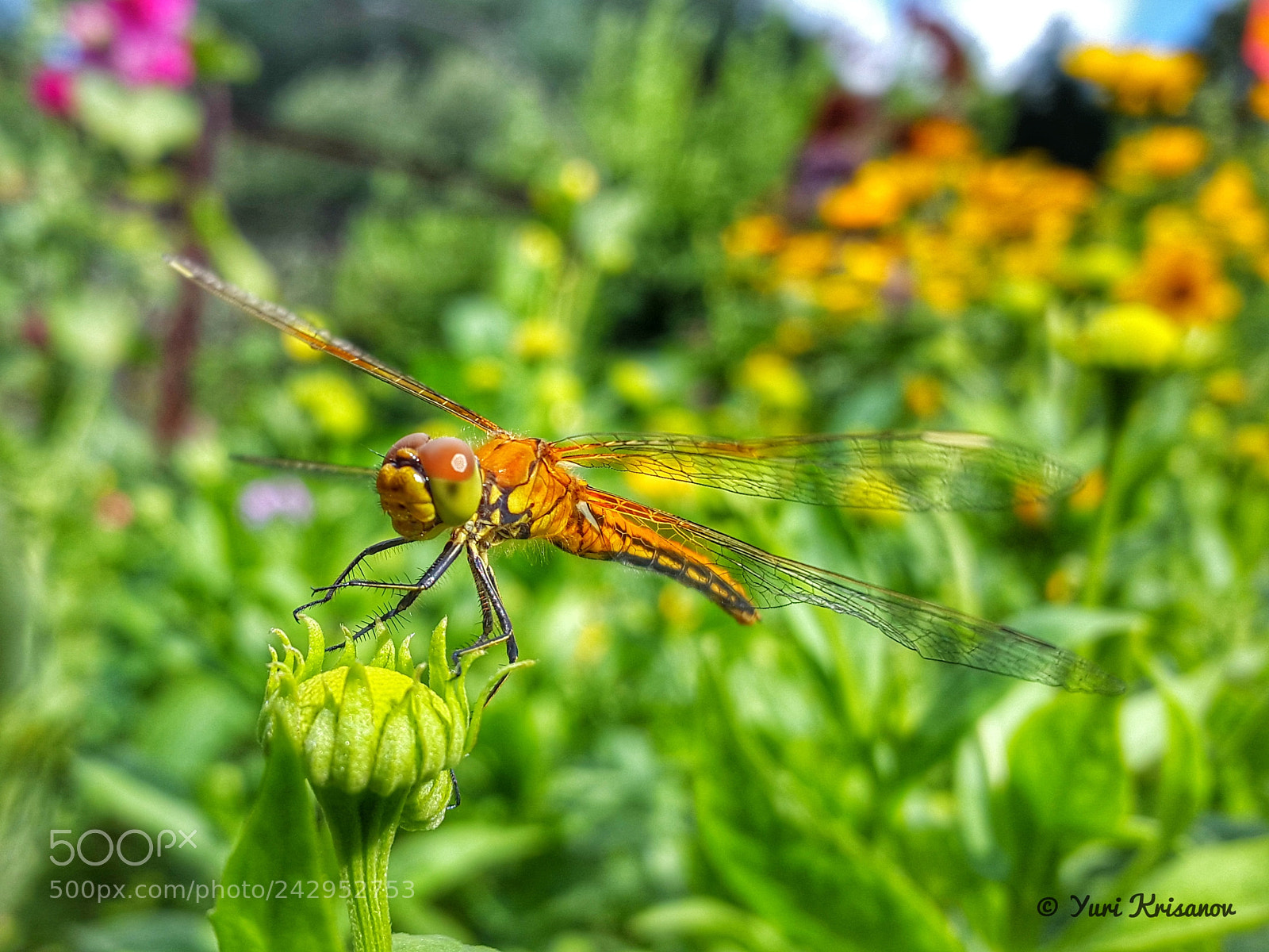 Samsung Galaxy Alpha sample photo. The dragonfly landed on photography