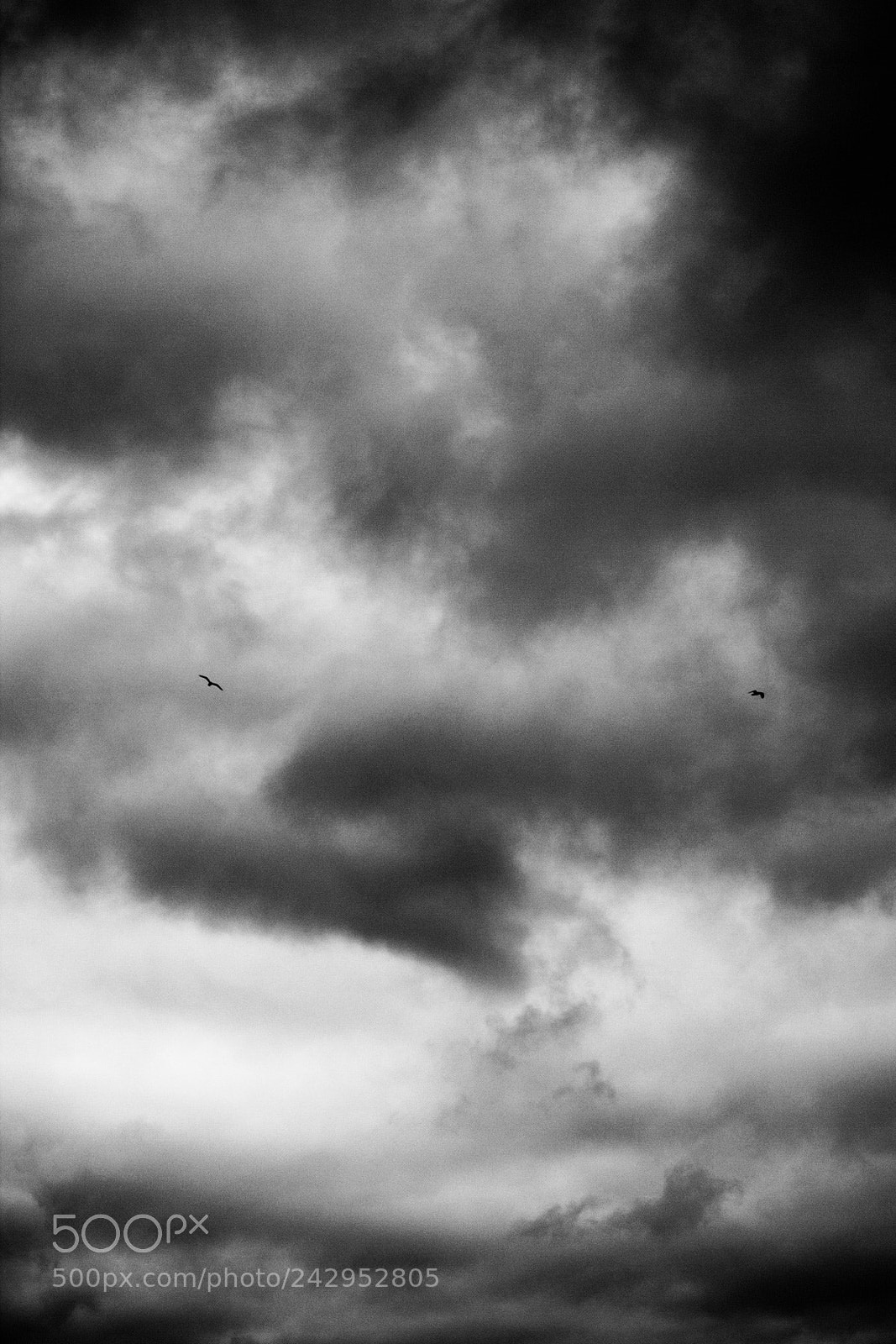 Canon EOS 550D (EOS Rebel T2i / EOS Kiss X4) sample photo. Birds in the sky photography