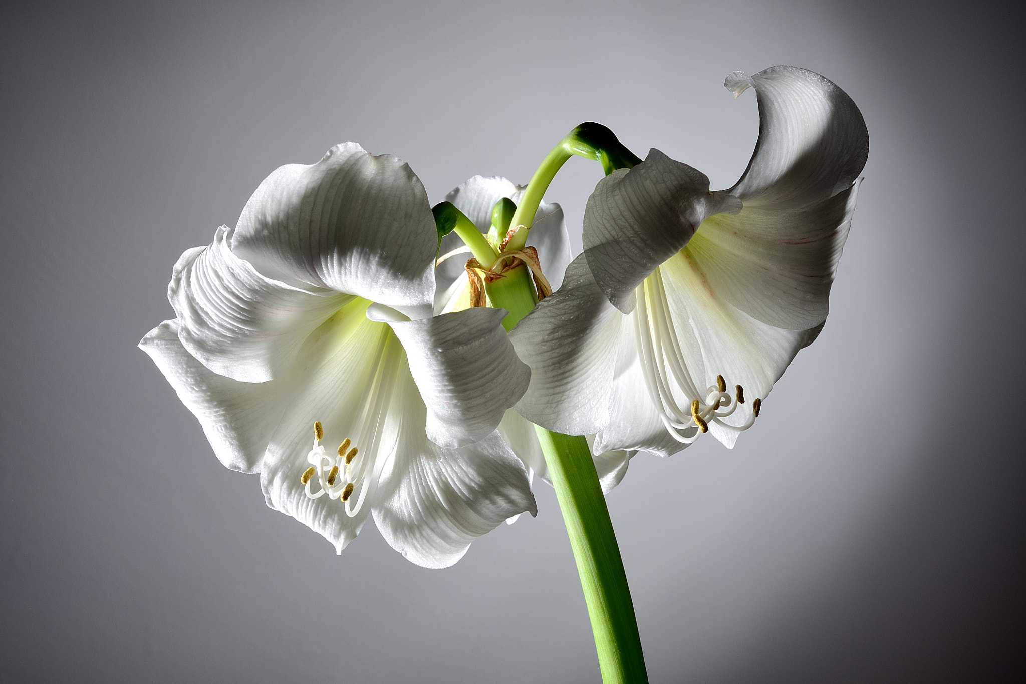 AF Nikkor 50mm f/1.8 sample photo. Amaryllis photography