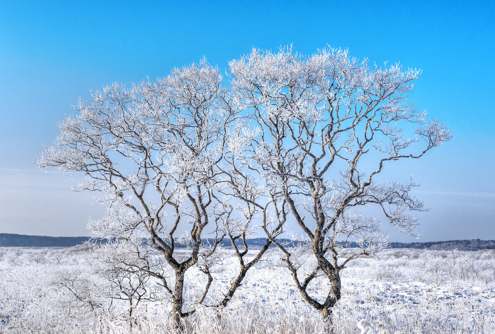 Nikon D810 sample photo. Frost covered trees photography