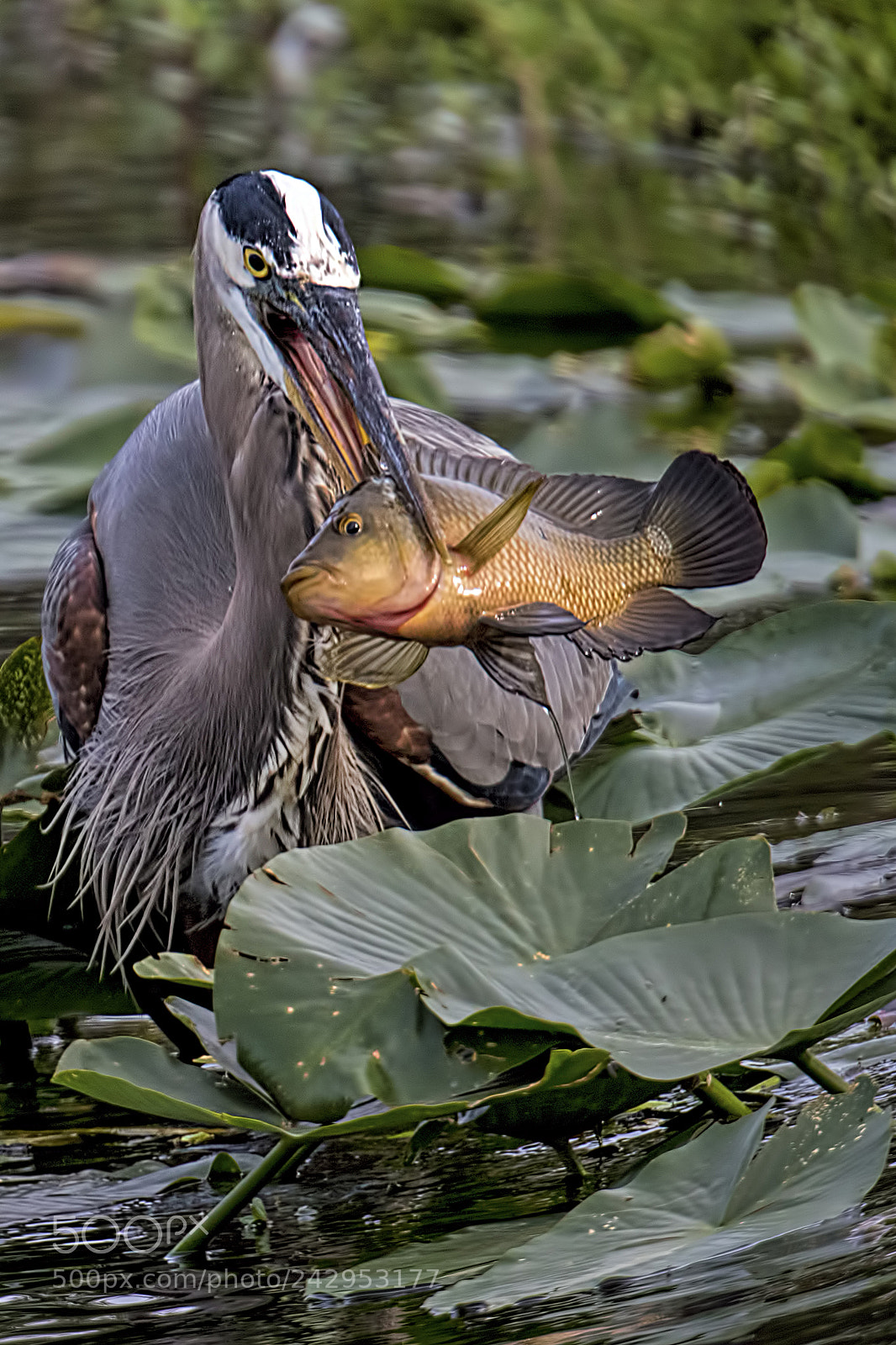 Nikon D810 sample photo. Big fish ii photography