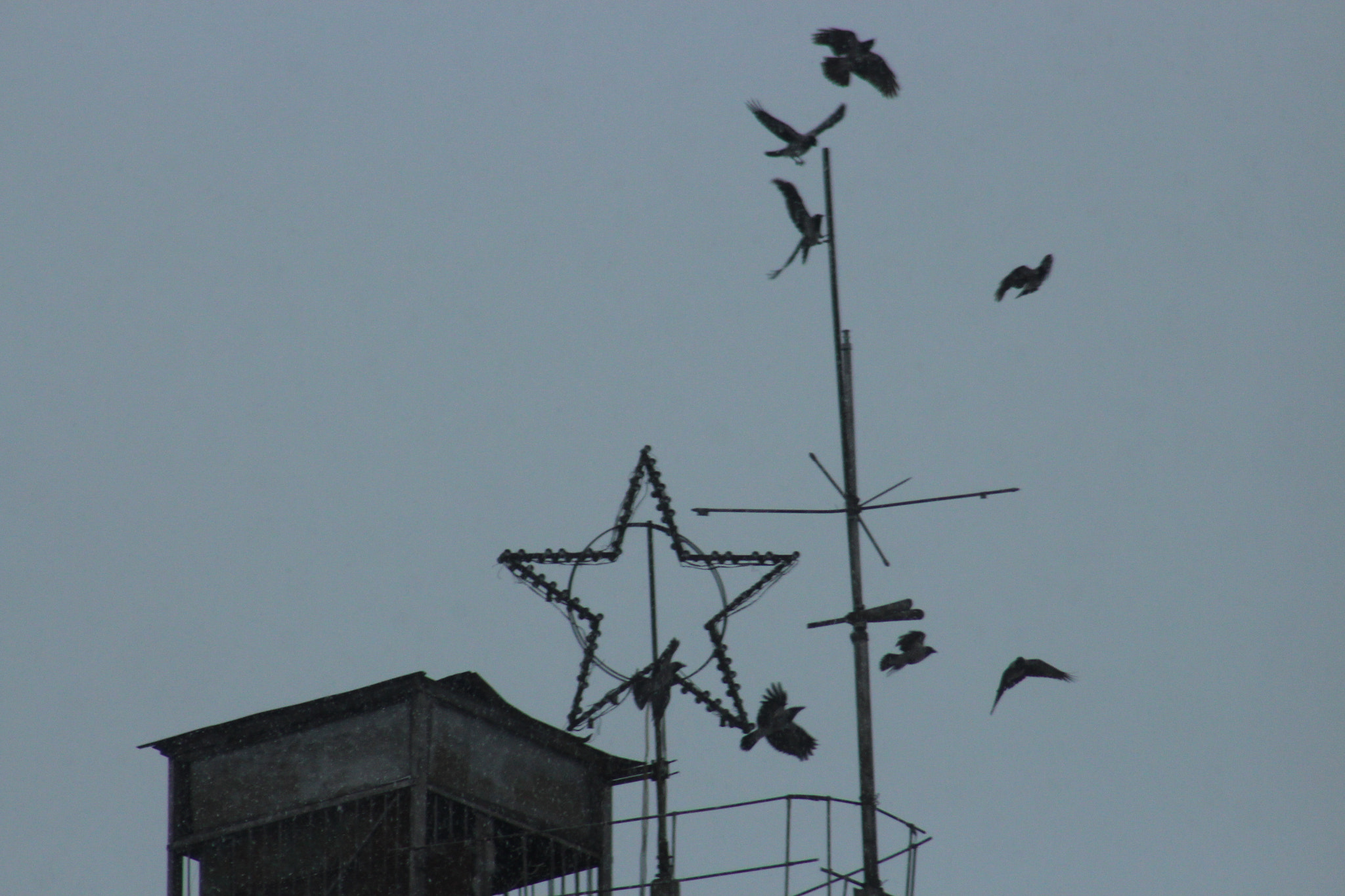 Canon EF 75-300mm f/4-5.6 USM sample photo. Ravens photography