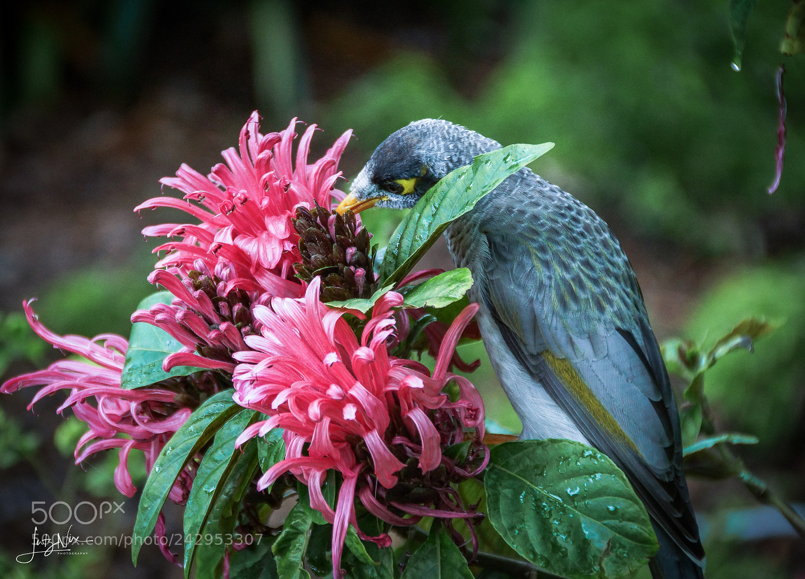 Sony SLT-A65 (SLT-A65V) sample photo. Noisy miner (manorina melanocephala) photography