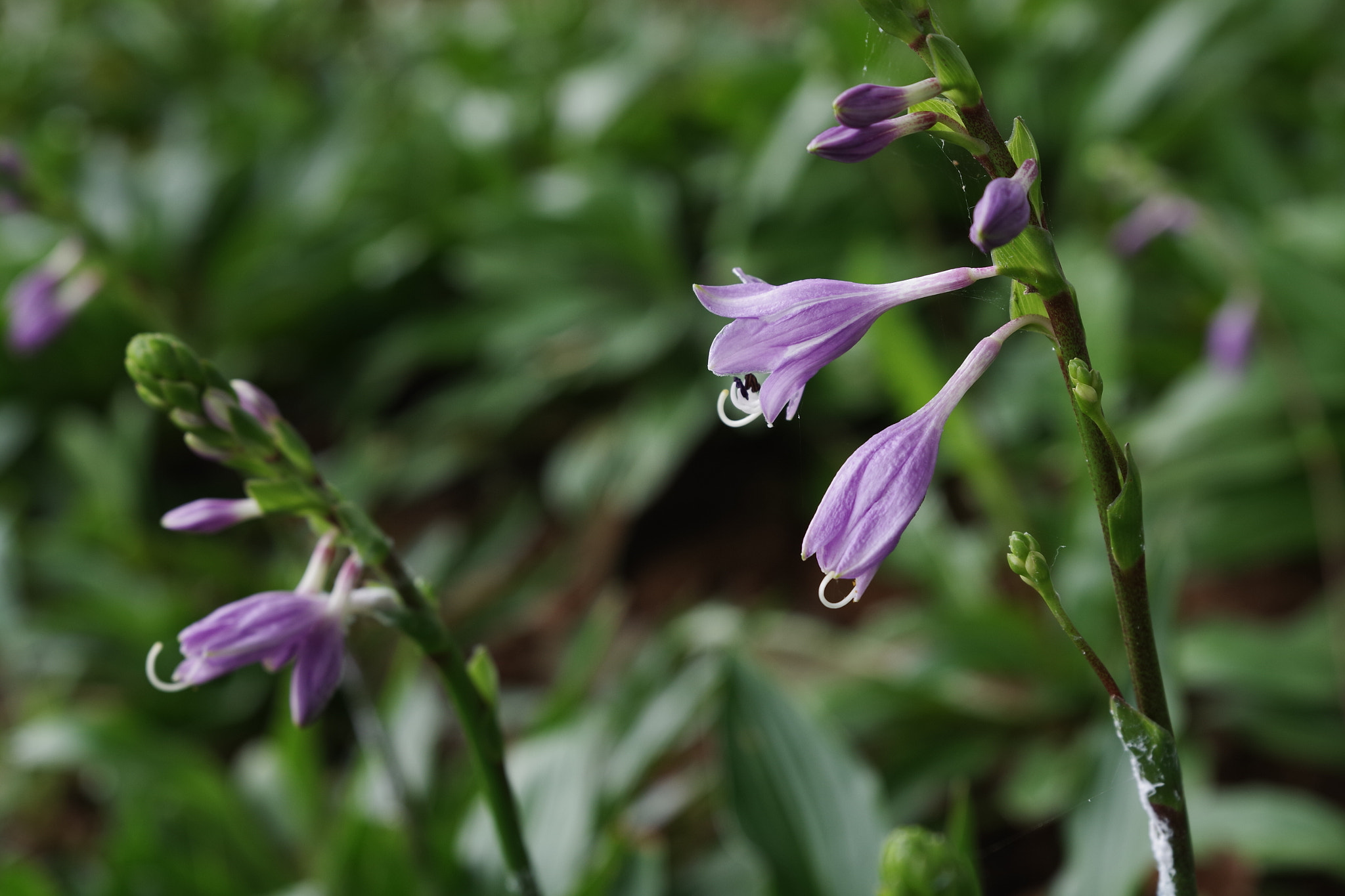 Pentax K-1 + HD Pentax D FA 24-70mm F2.8 ED SDM WR sample photo