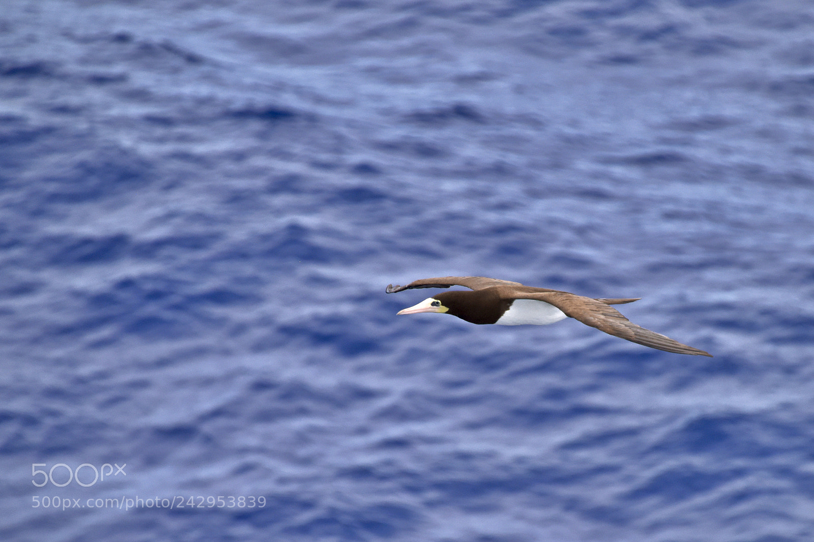Nikon D810 sample photo. Brown booby photography
