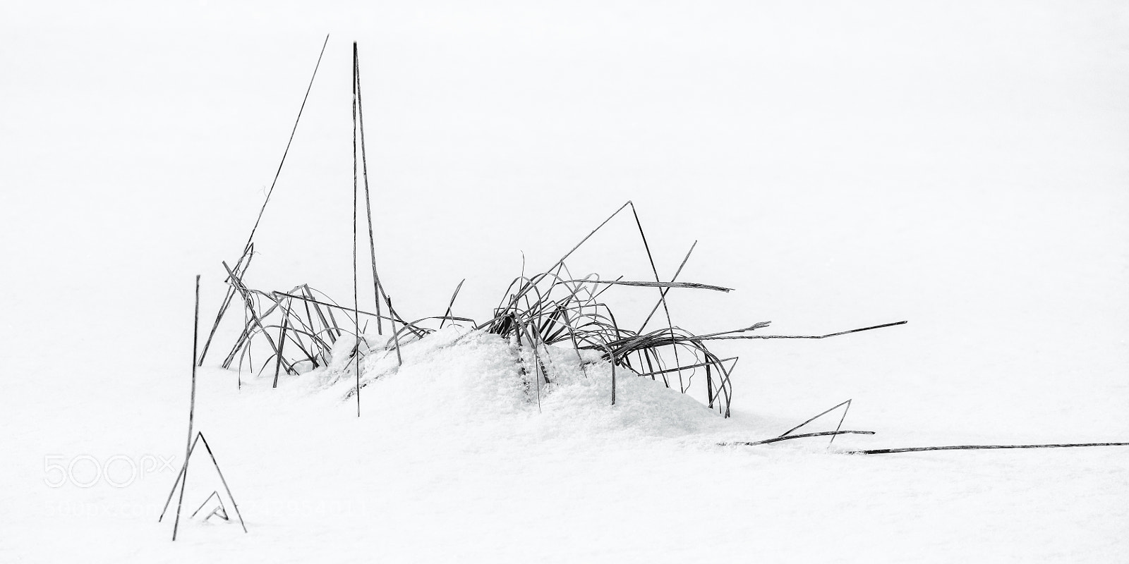 Nikon D810 sample photo. Grasses in winter abstract photography