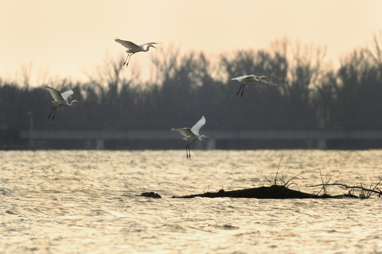 Nikon AF-S Nikkor 200-500mm F5.6E ED VR sample photo. Landing photography