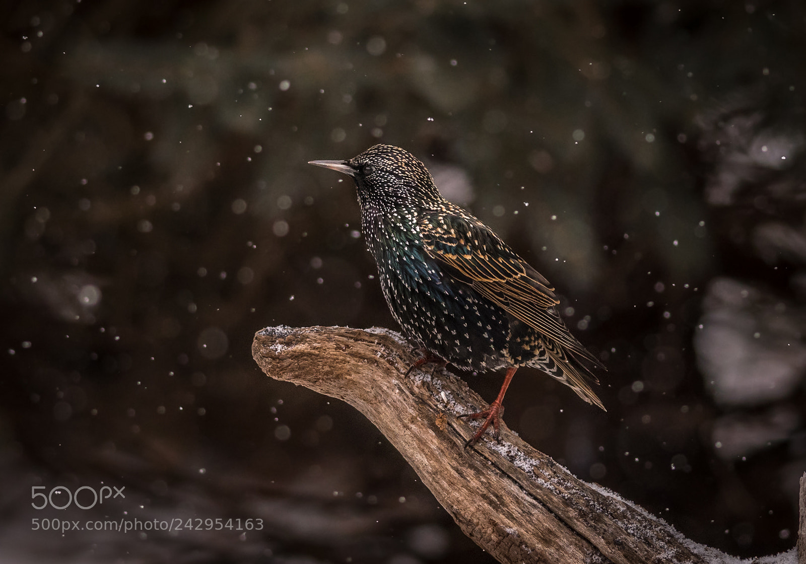 Nikon D500 sample photo. European starling in winter photography