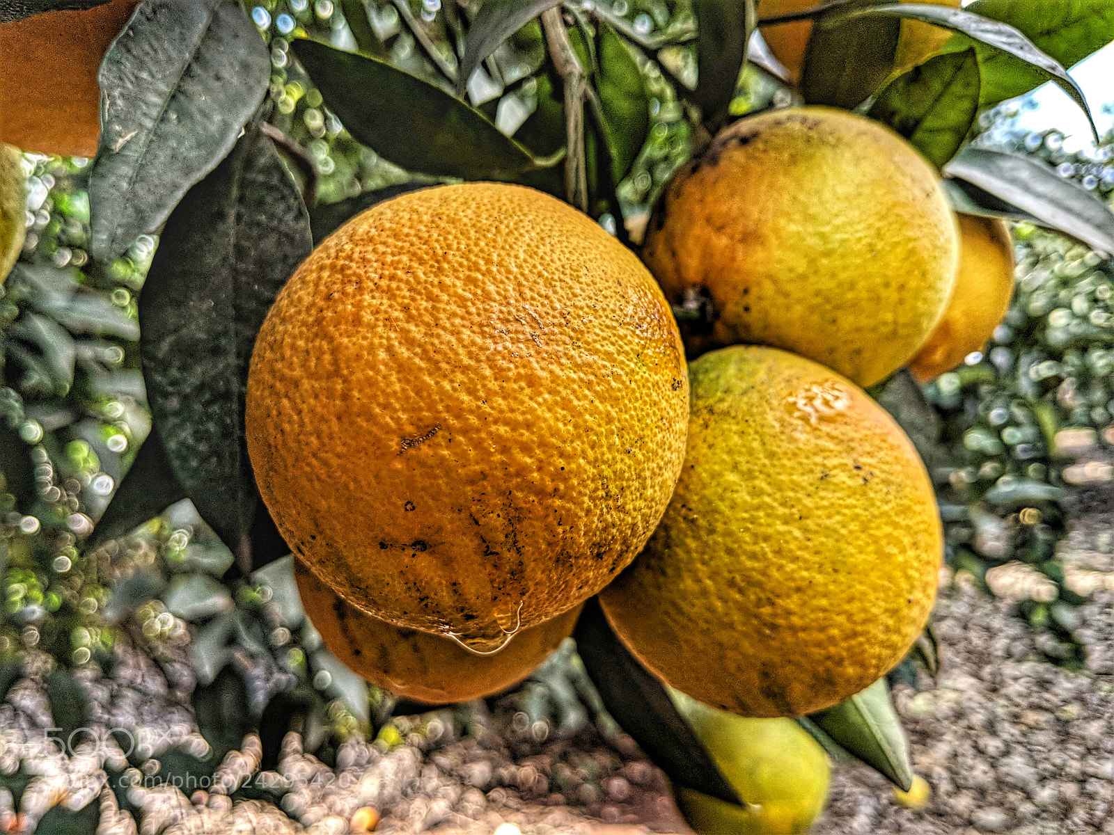 Google Pixel 2 XL sample photo. Mvimg_20180115_125642-01.jpg photography