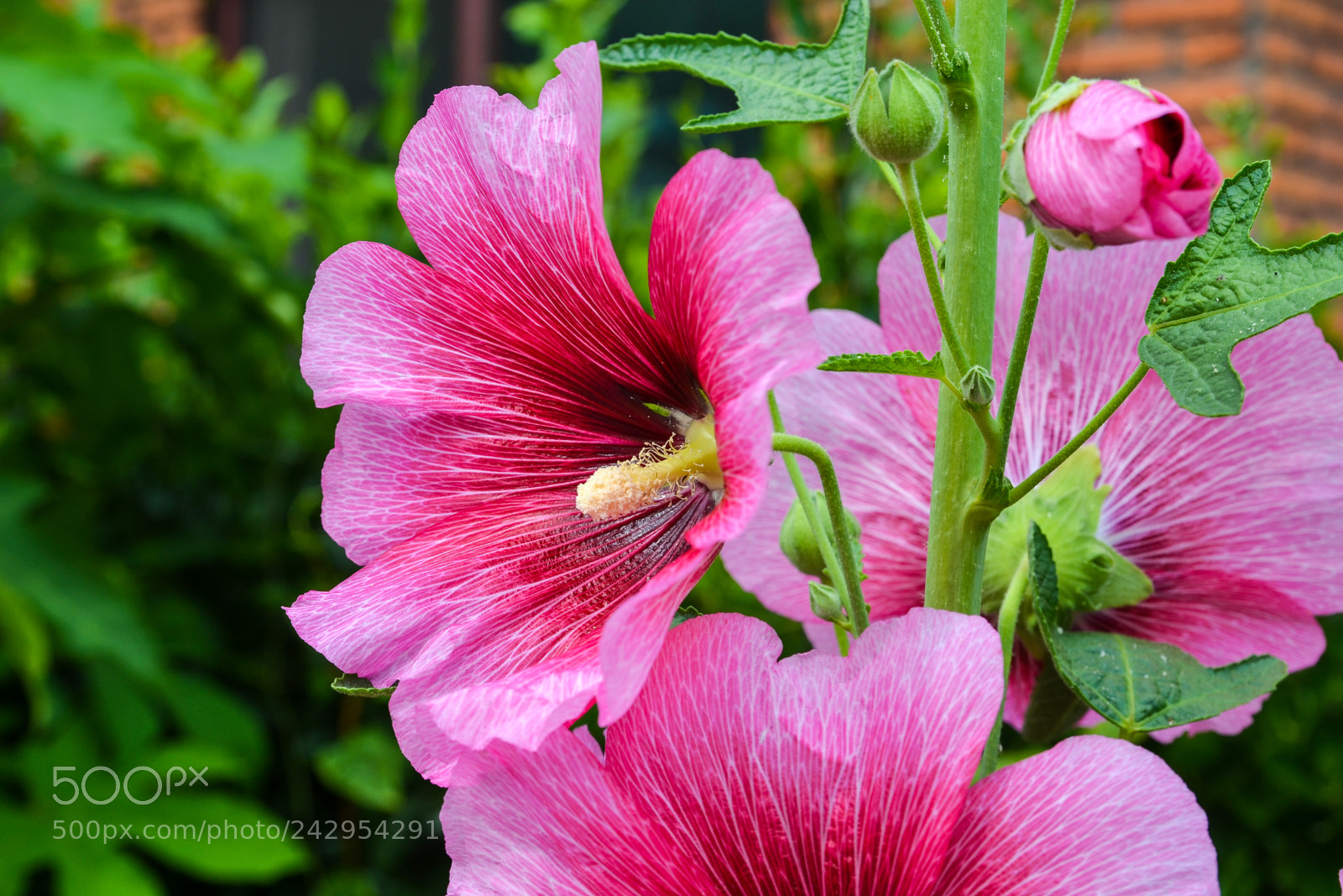 Nikon D3100 sample photo. The reddish pink flower photography