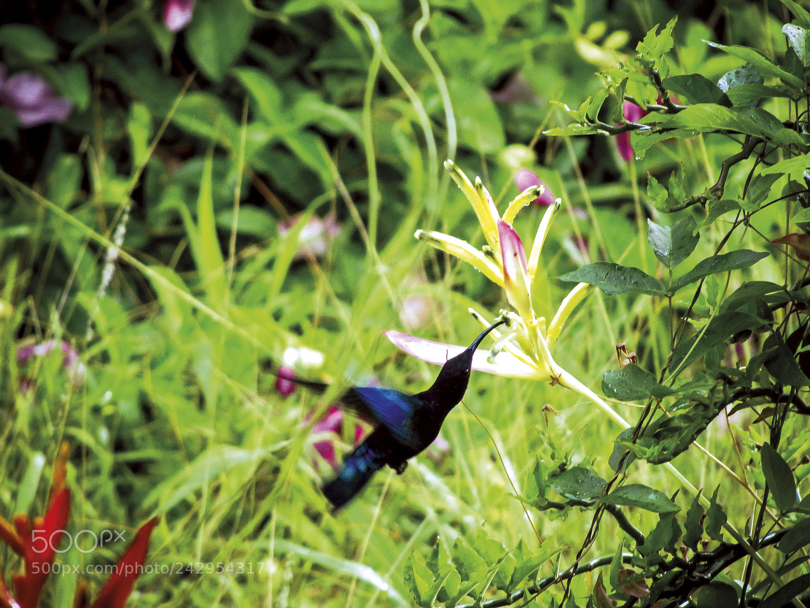 Canon PowerShot SX200 IS sample photo. Colibri noir photography