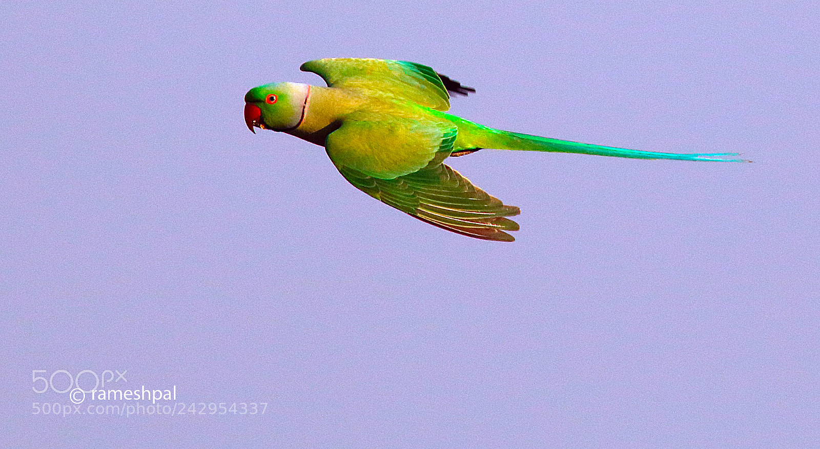 Canon EOS 760D (EOS Rebel T6s / EOS 8000D) sample photo. Flight with united shades photography