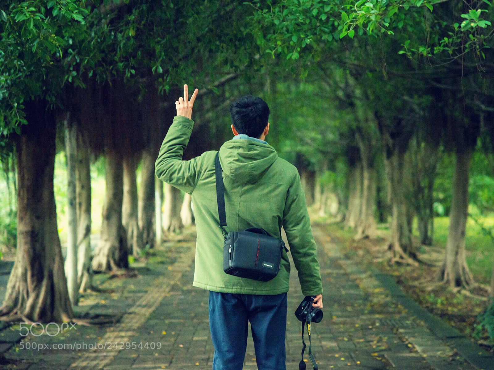 Nikon D610 sample photo. Forest photography