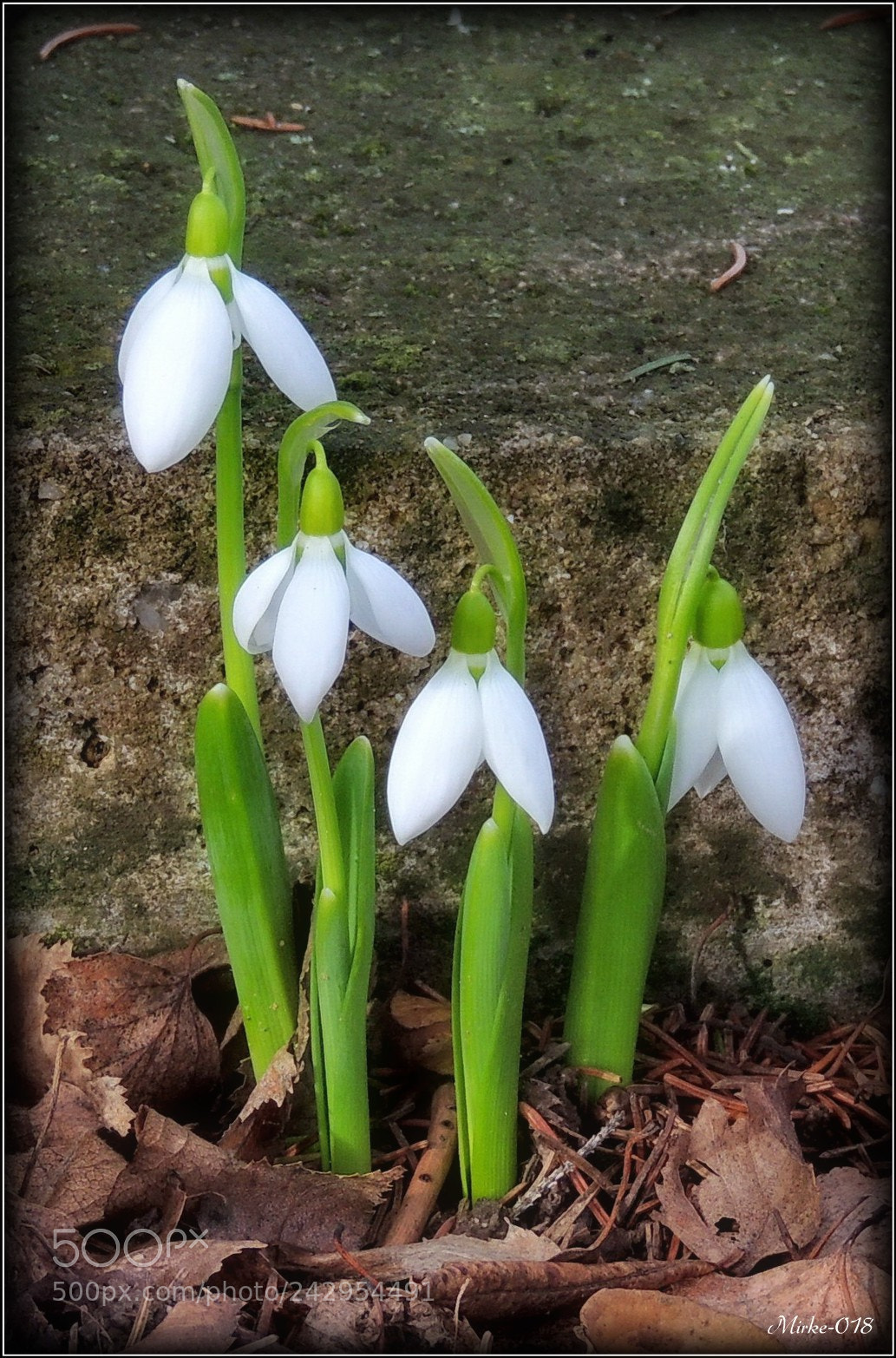 Nikon Coolpix P510 sample photo. Висибаба (galanthus nivalis) photography