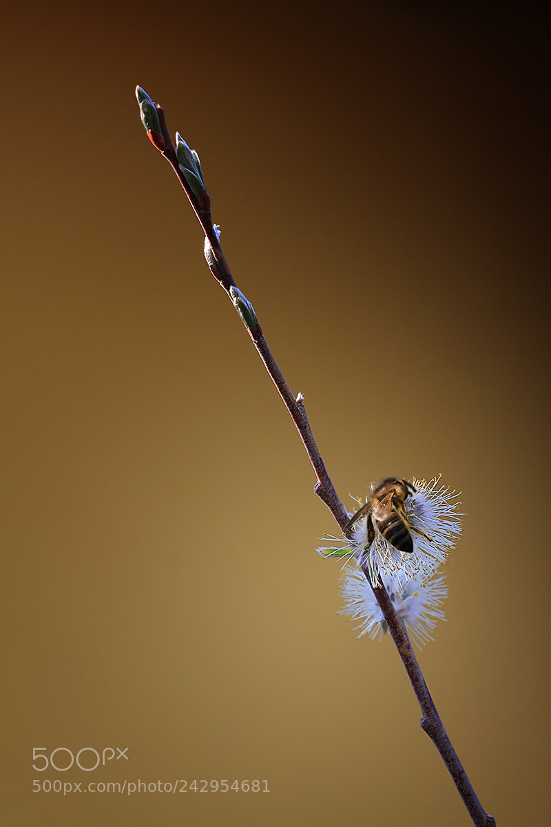 Canon EOS 50D sample photo. Springtime photography