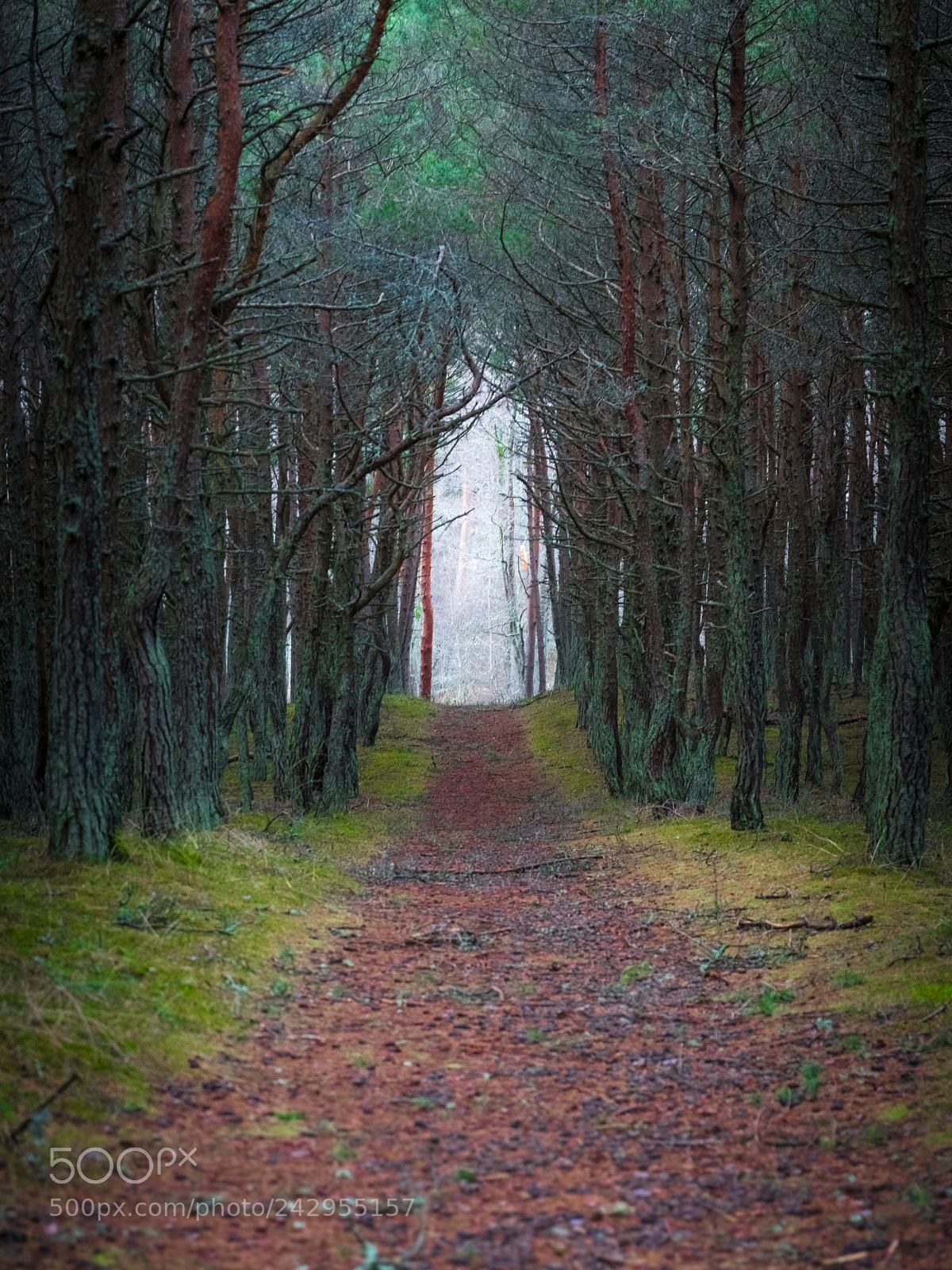 Pentax K-3 II sample photo. Forest walk photography