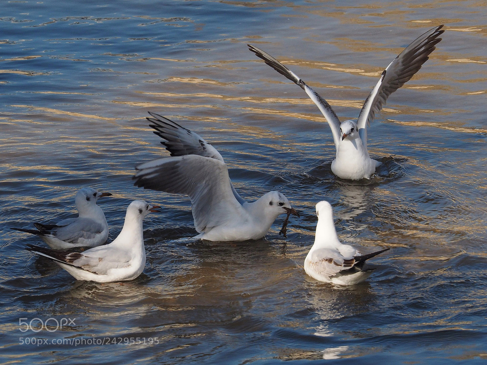 Olympus OM-D E-M1 sample photo. Gaviota reidora (chroicocephalus ridibundus) photography