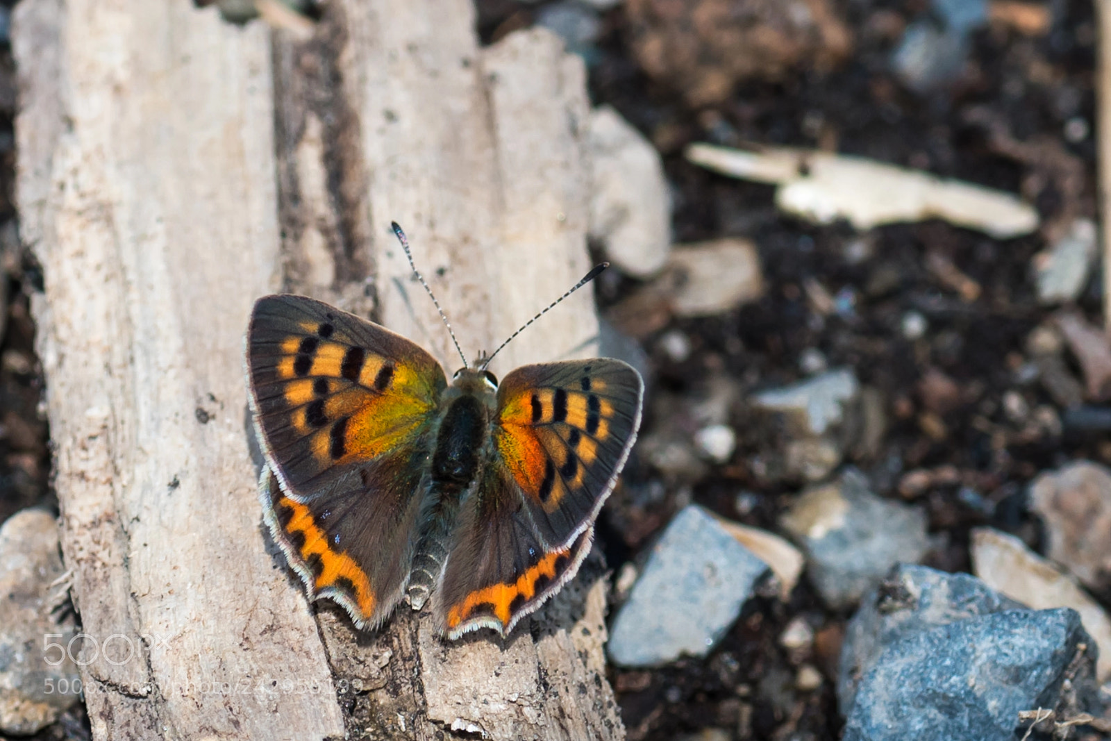 Nikon D810 sample photo. Ower wing... photography