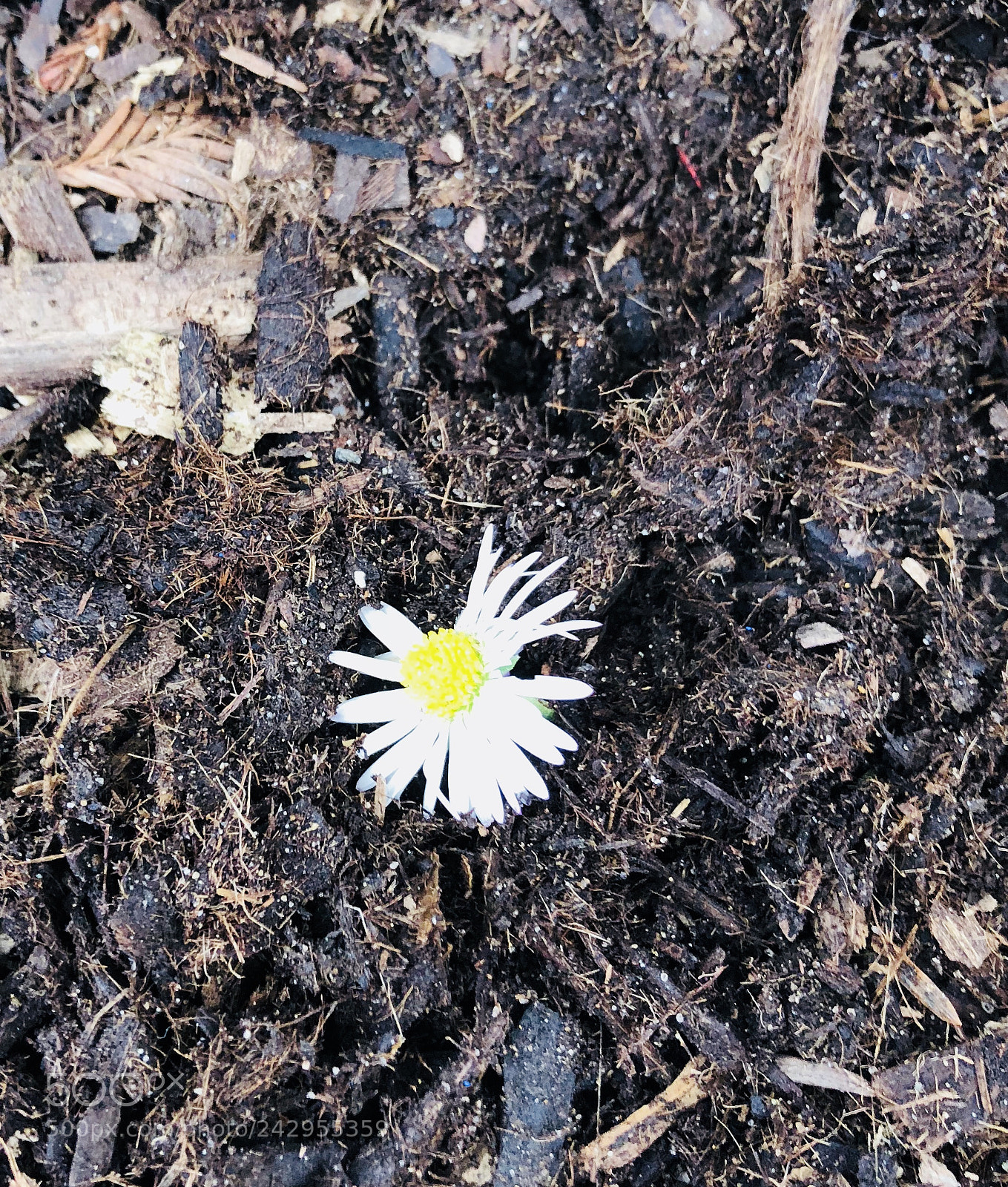 Apple iPhone 8 sample photo. Untitled photography