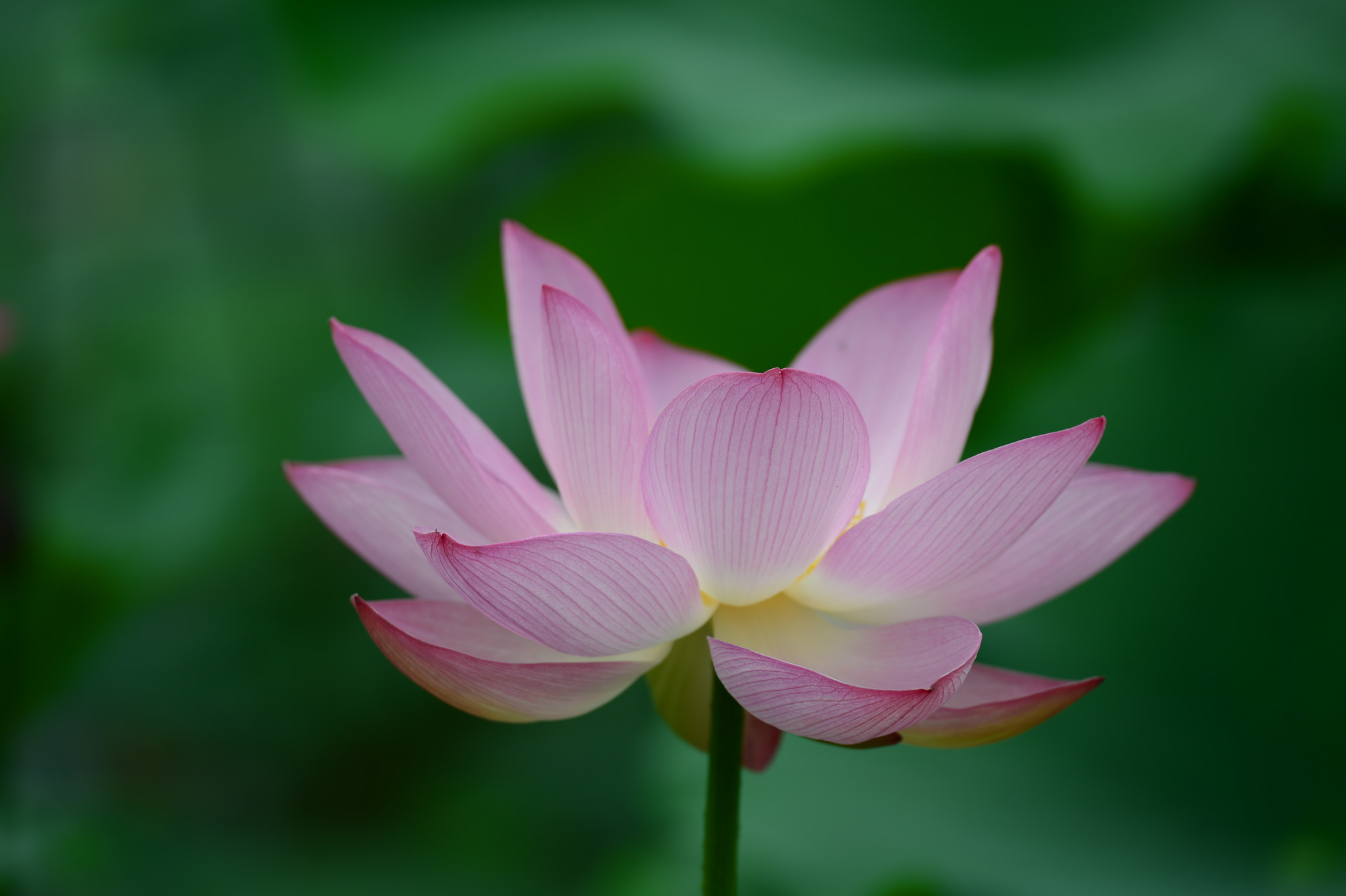 Nikon D4 sample photo. Lotus photography