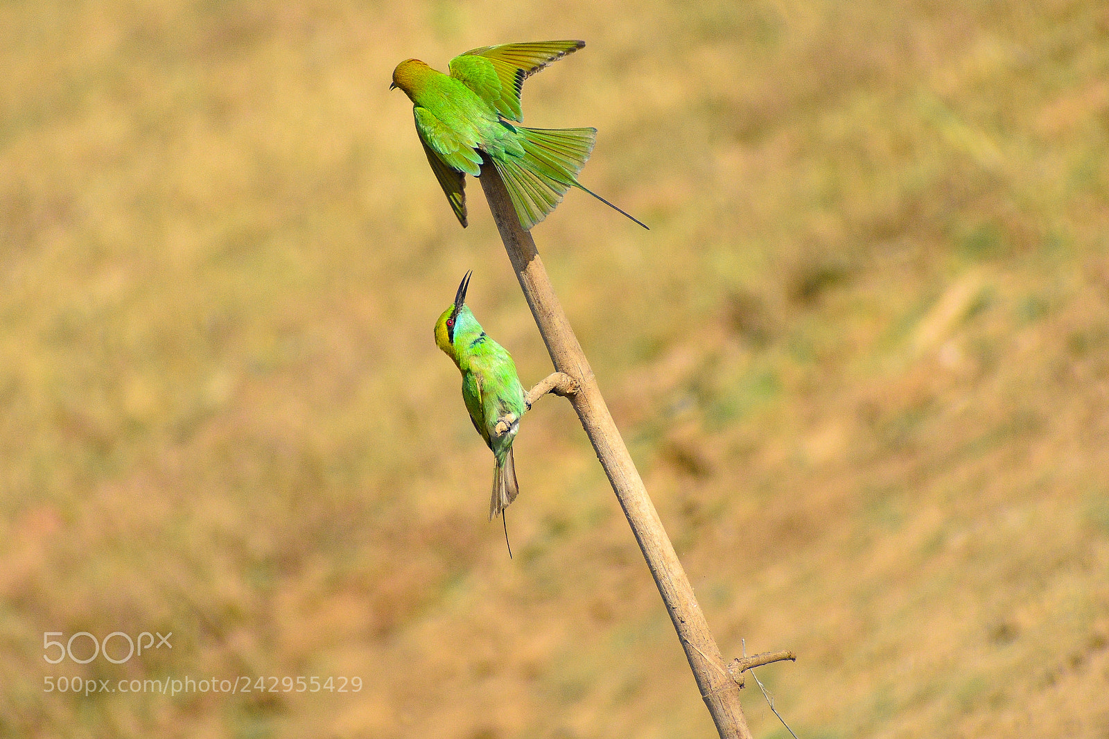 Nikon D3400 sample photo. Playing time.?? photography
