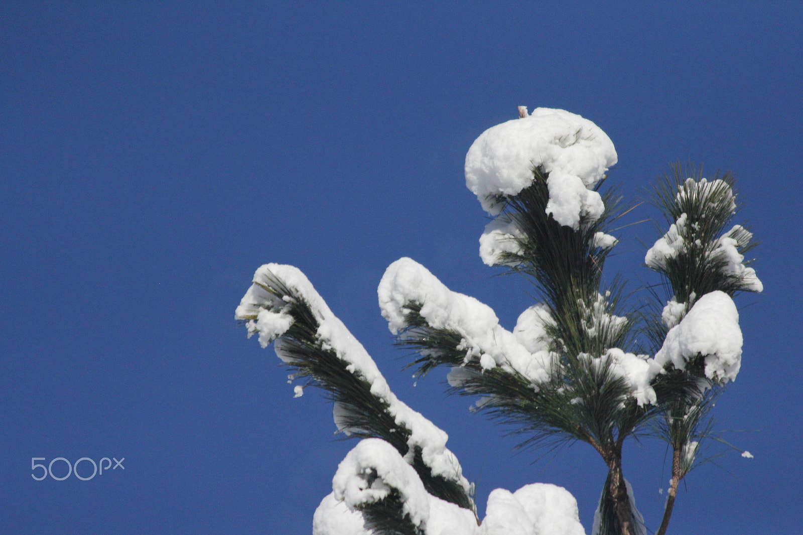 Canon EF 70-300mm F4-5.6 IS USM sample photo. Snowy tree photography