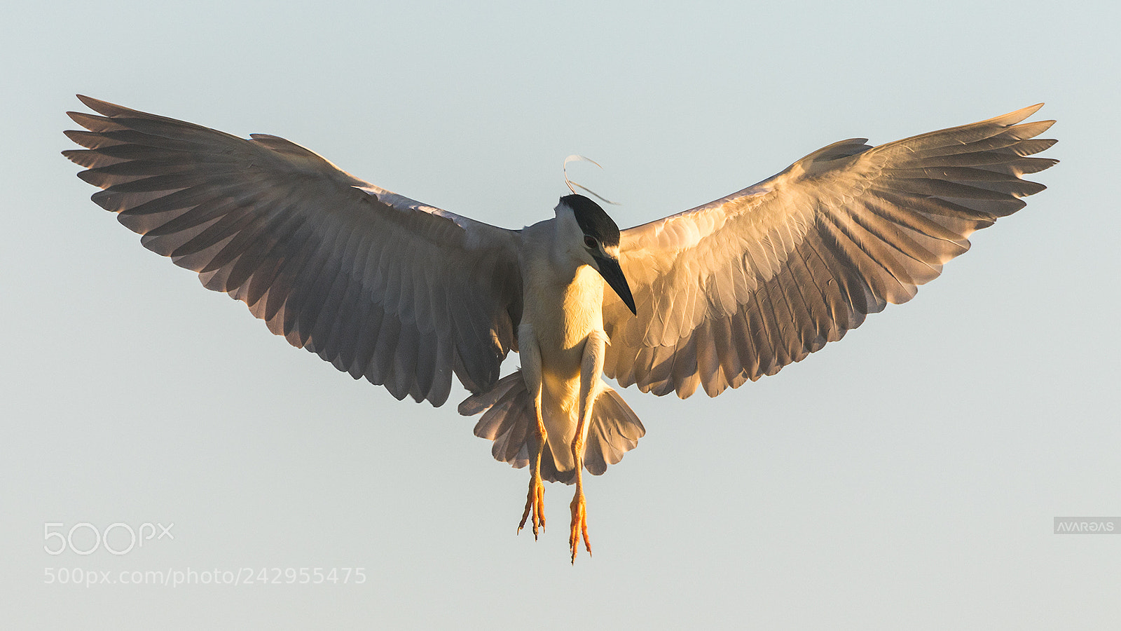 Canon EOS 7D Mark II sample photo. Hunting photography