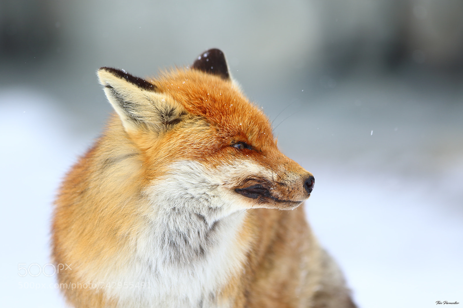 Canon EOS 7D Mark II sample photo. Fox / renard photography