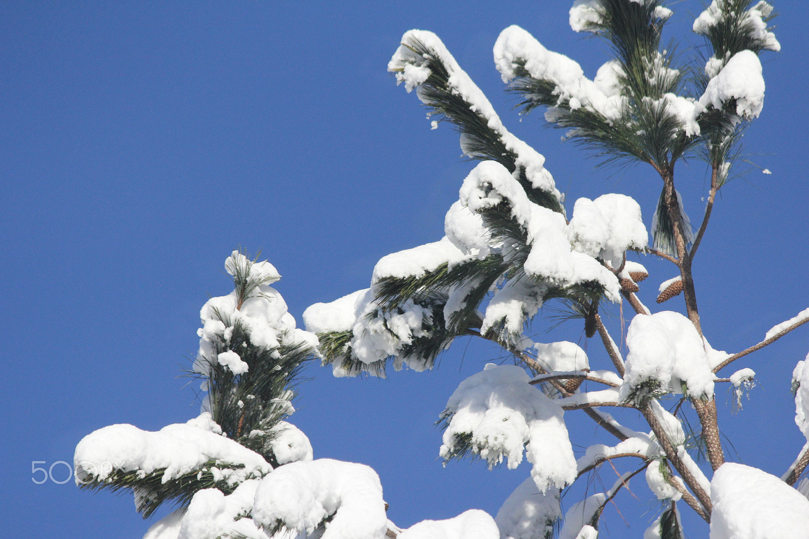 Canon EF 70-300mm F4-5.6 IS USM sample photo. Snowy tree 2 photography