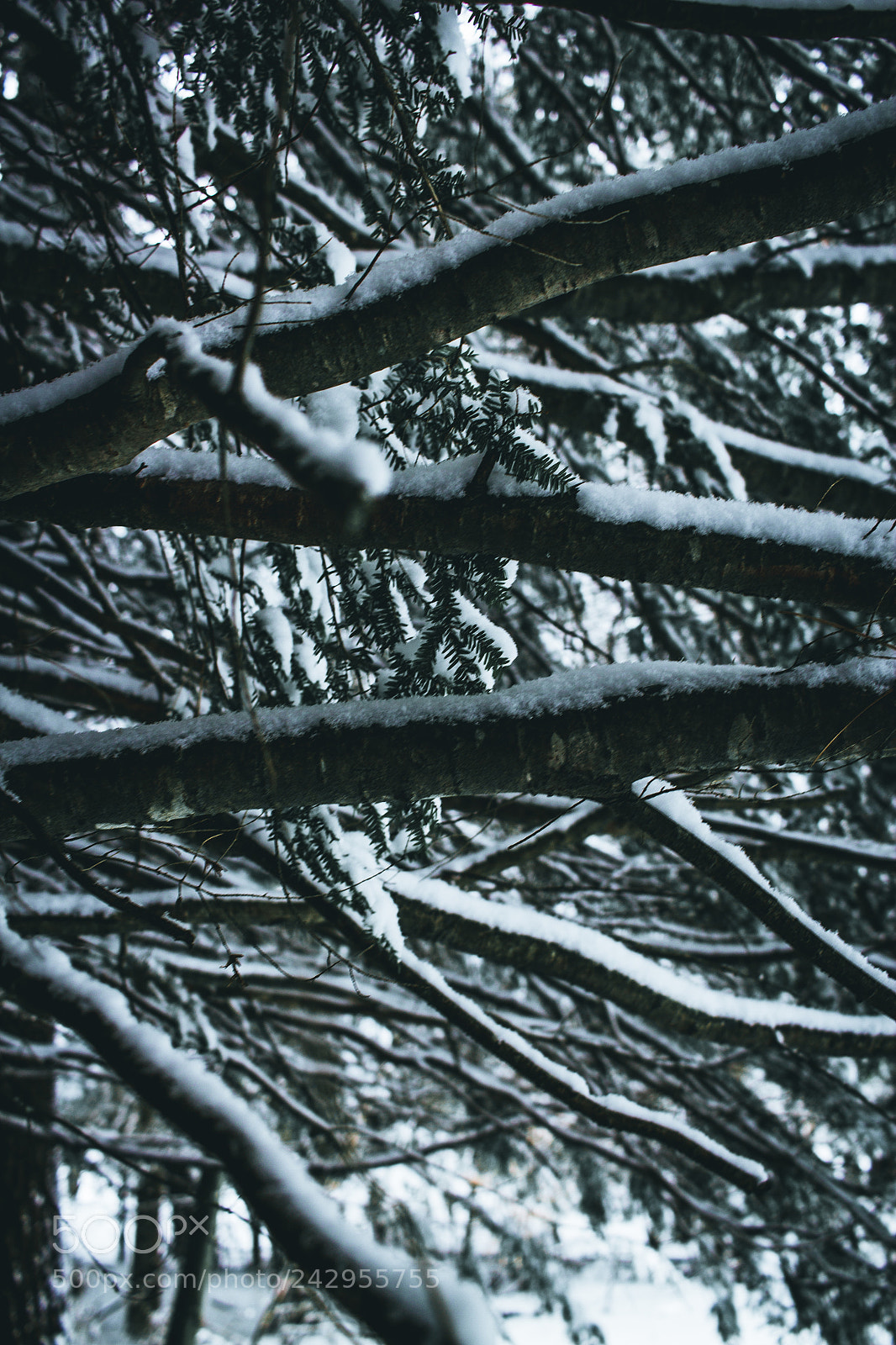 Canon EOS 550D (EOS Rebel T2i / EOS Kiss X4) sample photo. Snowy trees photography