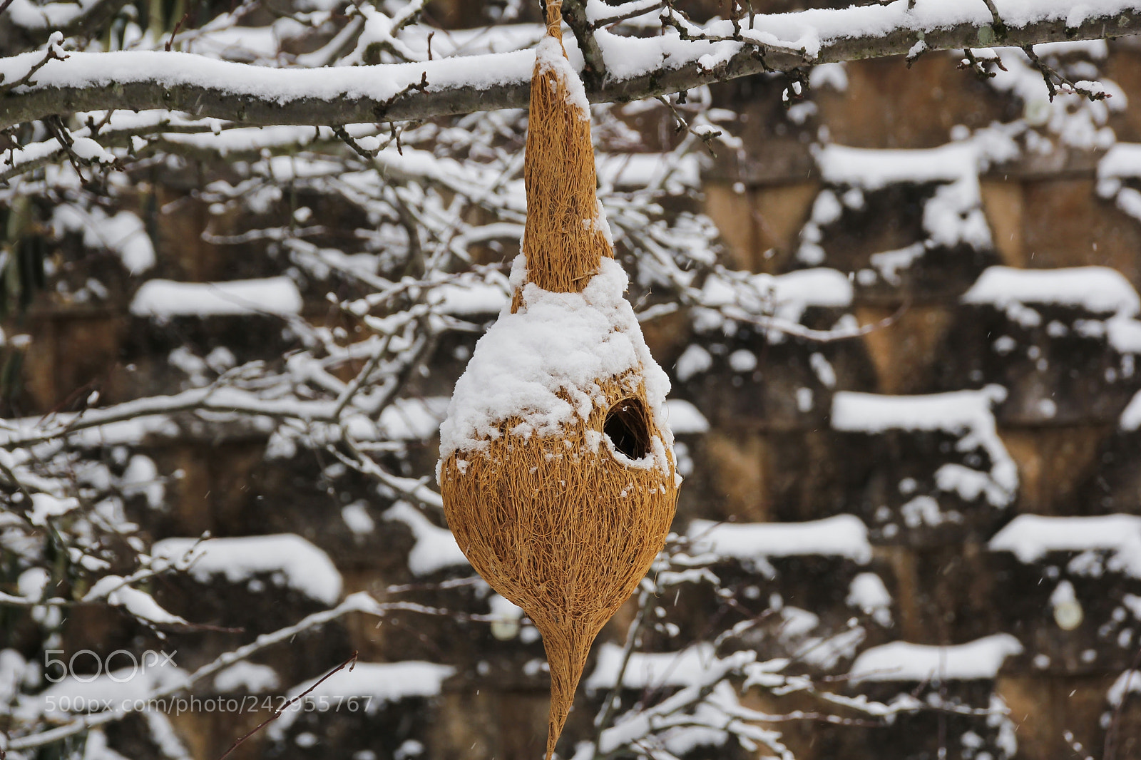 Canon EOS 60D sample photo. Snow covered hanging bird photography