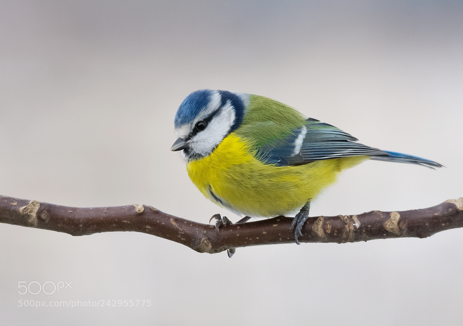 Nikon D7200 sample photo. Blue tit photography
