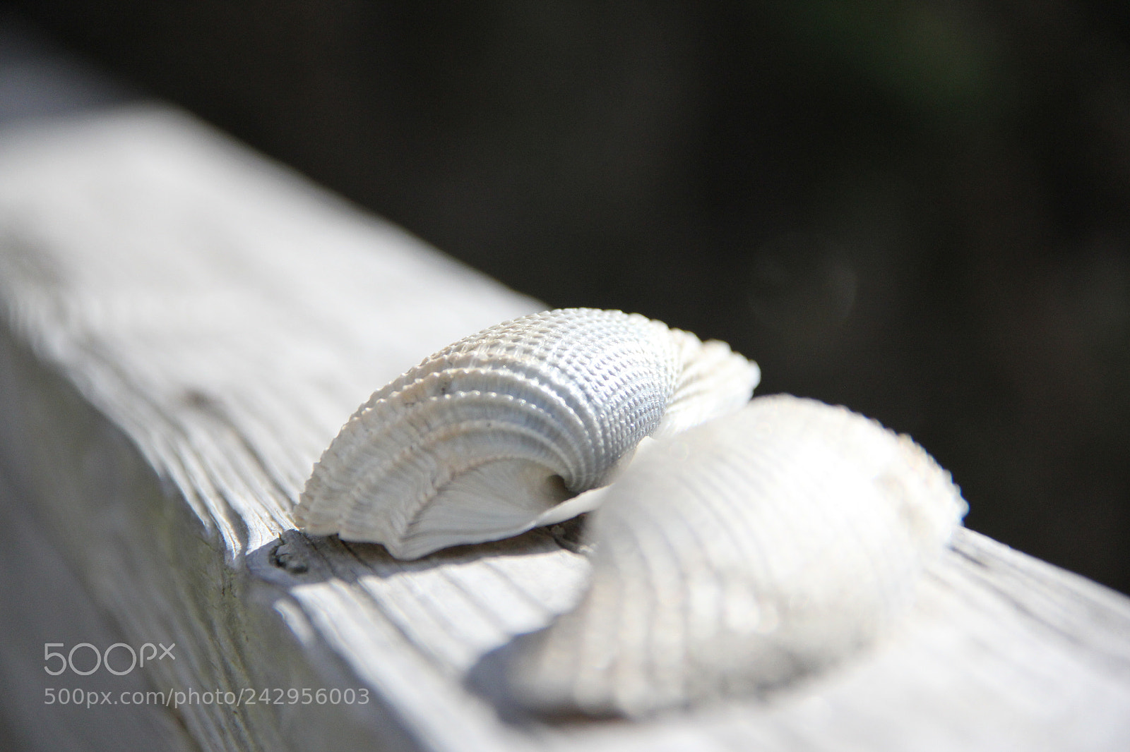 Canon EF-S 18-135mm F3.5-5.6 IS sample photo. Img photography