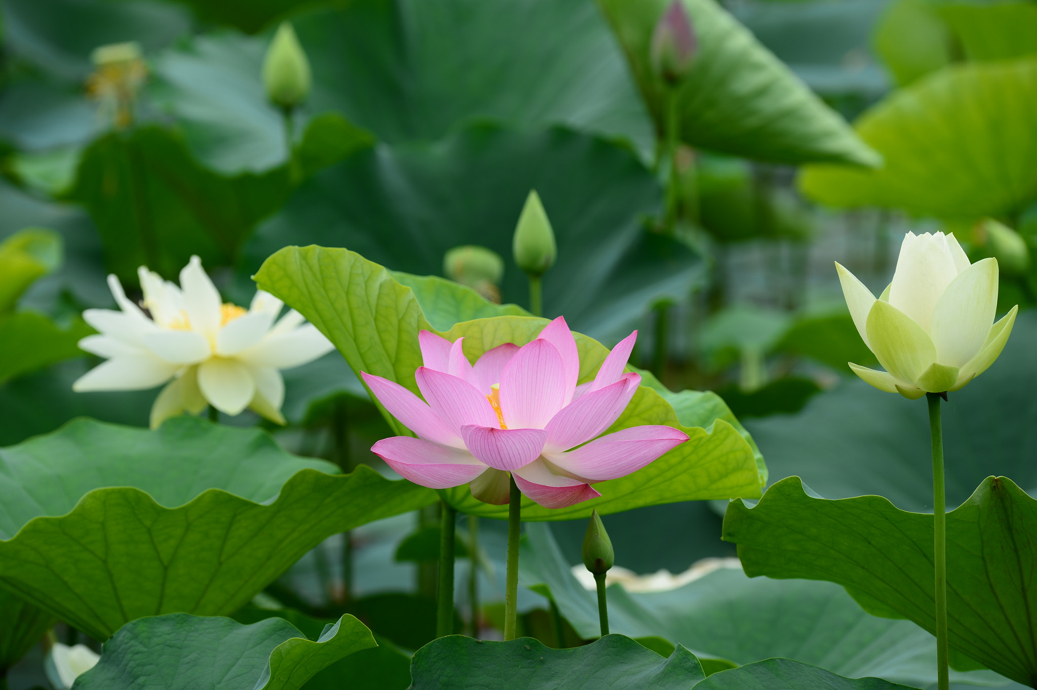 Nikon D4 sample photo. Lotus photography