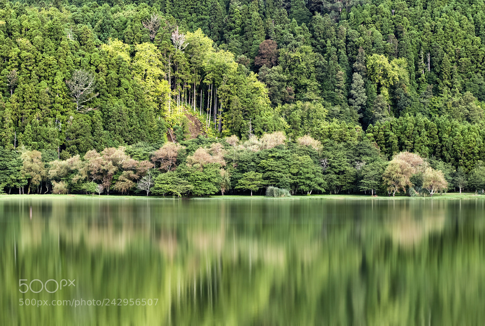 Nikon D80 sample photo. Azores magic green photography