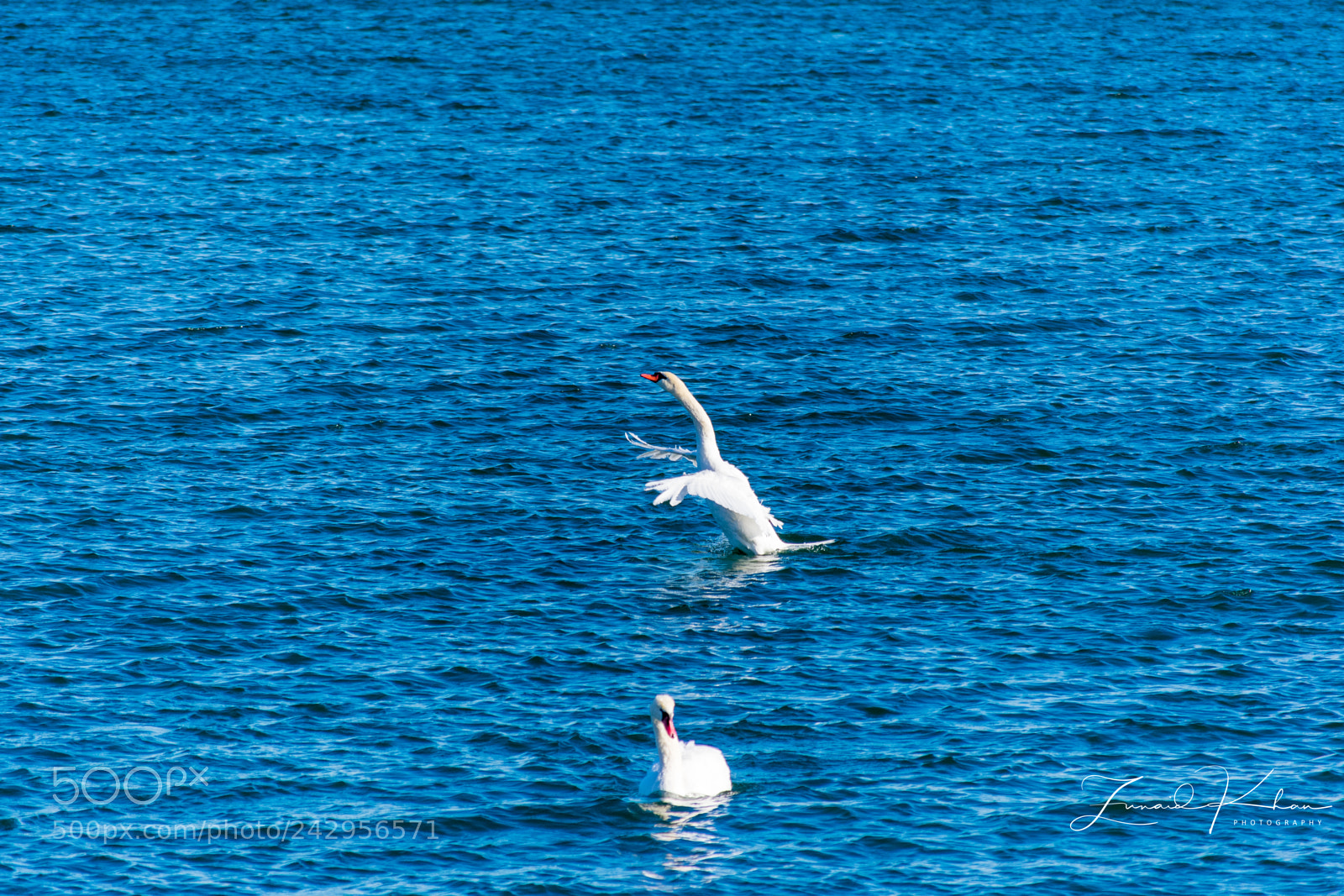 Nikon D3400 sample photo. Swans photography