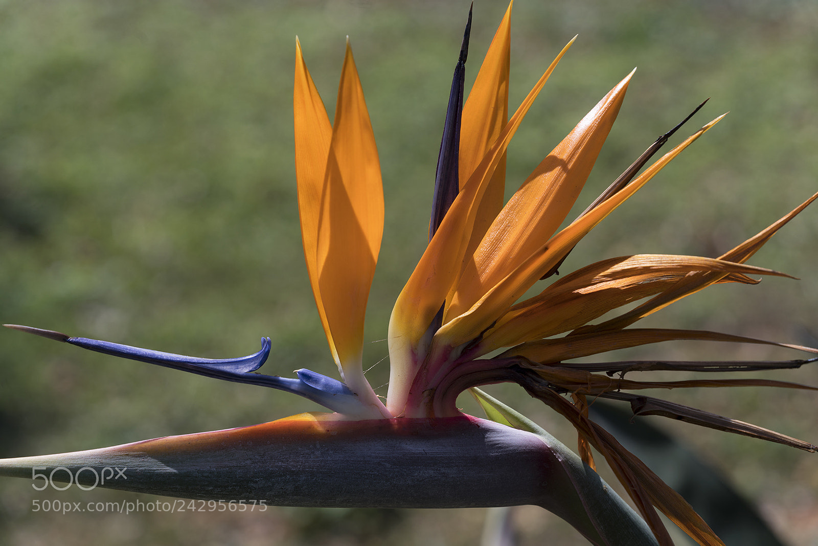 Sony a7R III sample photo. A strelitzia photography