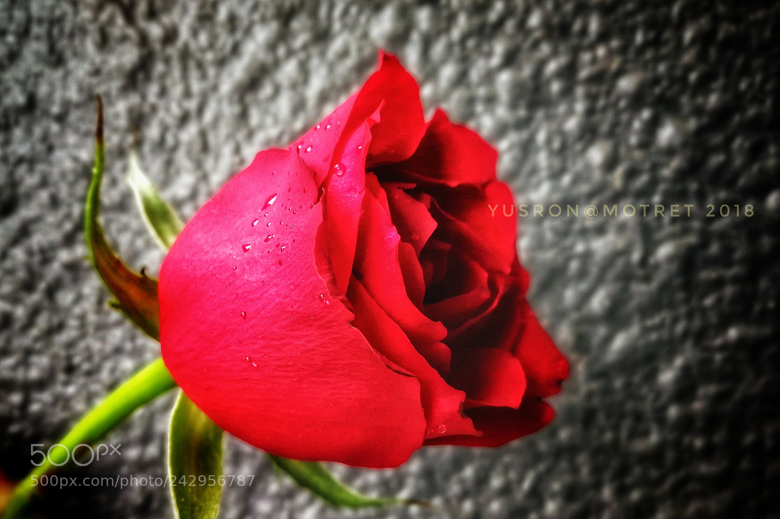 HUAWEI Mate 9 sample photo. Kiss from a rose photography