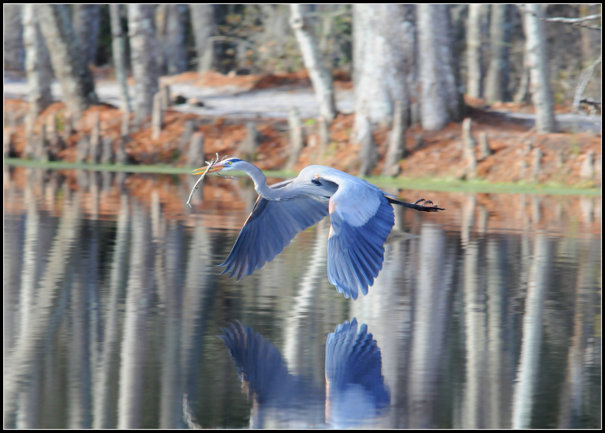 Sigma 150-500mm F5-6.3 DG OS HSM sample photo. In flight photography