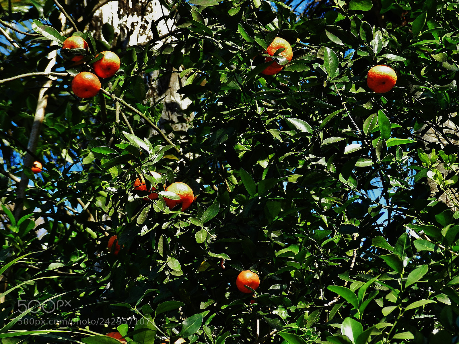 Nikon Coolpix P500 sample photo. Citrus fruits 2018 photography